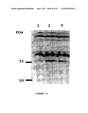 SYNTHETIC OPERON diagram and image