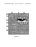 SYNTHETIC OPERON diagram and image