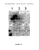 SYNTHETIC OPERON diagram and image