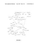 ORGANIC ACID PRODUCTION IN MICROORGANISMS BY COMBINED REDUCTIVE AND     OXIDATIVE TRICABOXYLIC ACID CYLCE PATHWAYS diagram and image