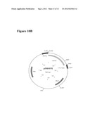 Specific Arabinose Transporter of the Plant Arabidopsis Thaliana for the     Construction of Pentose-Fermenting Yeasts diagram and image