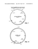 ACID FUNGAL PROTEASES diagram and image