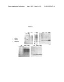 THERMOSTABLE VARIANTS OF FIBROBLAST GROWTH FACTORS diagram and image