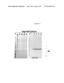 THERMOSTABLE VARIANTS OF FIBROBLAST GROWTH FACTORS diagram and image