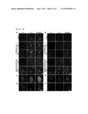 COMPOSITION FOR PREVENTING OR TREATING A SPINAL CORD INJURY diagram and image