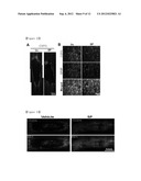 COMPOSITION FOR PREVENTING OR TREATING A SPINAL CORD INJURY diagram and image