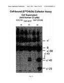 HYBRID AND CHIMERIC POLYPEPTIDES THAT REGULATE ACTIVATION OF COMPLEMENT diagram and image