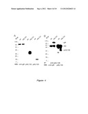 CYTOMEGALOVIRUS SURFACE PROTEIN COMPLEX FOR USE IN VACCINES AND AS A DRUG     TARGET diagram and image