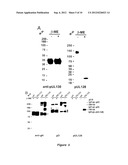 CYTOMEGALOVIRUS SURFACE PROTEIN COMPLEX FOR USE IN VACCINES AND AS A DRUG     TARGET diagram and image