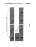 System and method for detecting contaminants in a sample using     near-infrared spectroscopy diagram and image