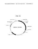 GP100-SPECIFIC T CELL RECEPTORS AND RELATED MATERIALS AND METHODS OF USE diagram and image