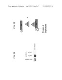AXL TYROSINE KINASE INHIBITORS AND METHODS OF MAKING AND USING THE SAME diagram and image