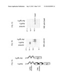 AXL TYROSINE KINASE INHIBITORS AND METHODS OF MAKING AND USING THE SAME diagram and image