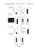 FRAGILE X MENTAL RETARDATION PROTEIN (FMRP), COMPOSITIONS, AND METHODS     RELATED THERETO diagram and image