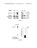 FRAGILE X MENTAL RETARDATION PROTEIN (FMRP), COMPOSITIONS, AND METHODS     RELATED THERETO diagram and image