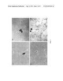 Pharmaceutical Composition for Inhibiting Histone H4 and Manufacturing     Method Thereof diagram and image