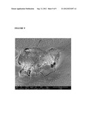 TREATMENT AND PREVENTION OF DENTAL PATHOLOGY IN HUMANS AND NON-HUMAN     ANIMALS diagram and image