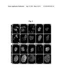 Production of beta-cells diagram and image