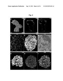 Production of beta-cells diagram and image