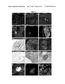 Production of beta-cells diagram and image