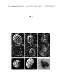 Production of beta-cells diagram and image