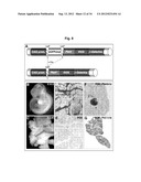 Production of beta-cells diagram and image