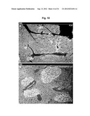 Production of beta-cells diagram and image