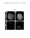 Production of beta-cells diagram and image