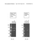 Aptamers for C. Difficile Diagnostics diagram and image