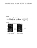 Method Of Differentiation From Stem Cells To Hepatocytes diagram and image