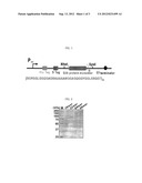 HIGH-MOLECULAR-WEIGHT RECOMBINANT SILK OR SILK-LIKE PROTEIN AND MICRO- OR     NANO-SIZED SPIDER SILK OR SILK-LIKE FIBER PRODUCED THEREFROM diagram and image