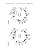 Gene Expression Technique diagram and image