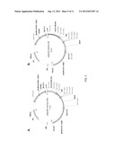 NOVEL CELLULASES WITH HIGH ACTIVITIES diagram and image