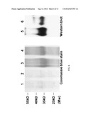 NOVEL CELLULASES WITH HIGH ACTIVITIES diagram and image