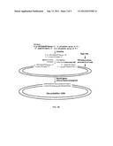 NOVEL MULTIPLEX BARCODED PAIRED-END DITAG (mbPED) SEQUENCING APPROACH AND     ITS APPLICATION IN FUSION GENE IDENTIFICATION diagram and image