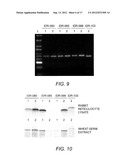 Primers and Probes for the Amplification and Detection of HIV GAG, REV and     NEF Polynucleotides diagram and image