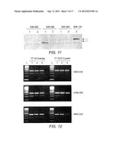 Primers and Probes for the Amplification and Detection of HIV GAG, REV and     NEF Polynucleotides diagram and image