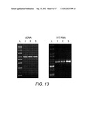 Primers and Probes for the Amplification and Detection of HIV GAG, REV and     NEF Polynucleotides diagram and image