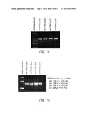 Primers and Probes for the Amplification and Detection of HIV GAG, REV and     NEF Polynucleotides diagram and image