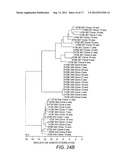 Primers and Probes for the Amplification and Detection of HIV GAG, REV and     NEF Polynucleotides diagram and image