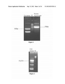 NOVEL FUSION PROTEINS AND METHOD OF EXPRESSION THEREOF diagram and image