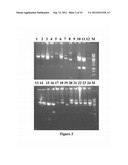 NOVEL FUSION PROTEINS AND METHOD OF EXPRESSION THEREOF diagram and image