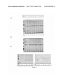 NOVEL FUSION PROTEINS AND METHOD OF EXPRESSION THEREOF diagram and image