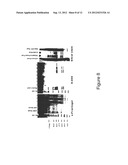 Method for the Purification of Alphavirus Replicon Particles diagram and image