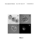 Non-Simian Cells for Growth of Porcine Reproductive and Respiratory     Syndrome (PRRS) Virus diagram and image
