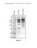 FACTOR VIII POLYMER CONJUGATES diagram and image