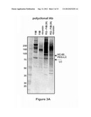 FACTOR VIII POLYMER CONJUGATES diagram and image