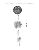 STAR POLYMER NANOSHELLS AND METHODS OF PREPARATION THEREOF diagram and image