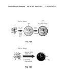 STAR POLYMER NANOSHELLS AND METHODS OF PREPARATION THEREOF diagram and image