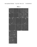 Generation of Functional Basal Forebrain Cholinergic Neurons From Stem     Cells diagram and image